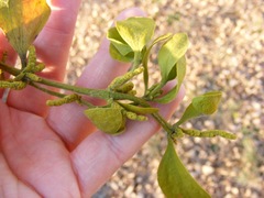 Phoradendron leucarpum tomentosum