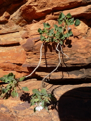 Goodenia grandiflora