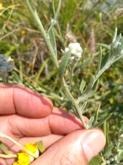 Psilostrophe gnaphalodes