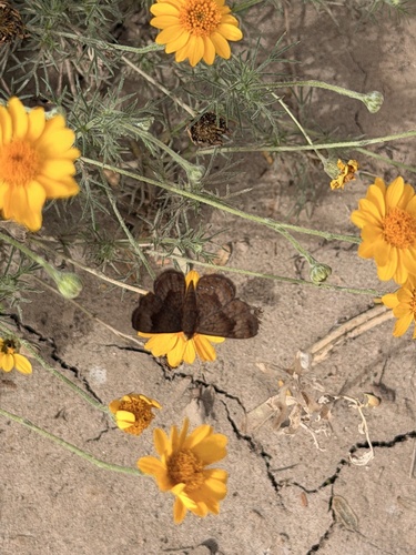Fatal Metalmark