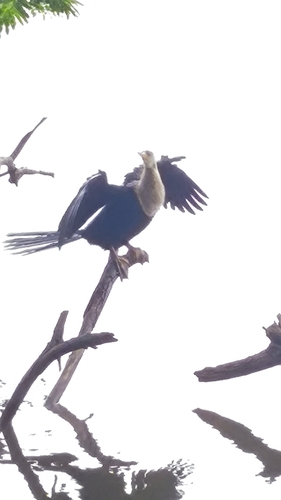 Anhinga