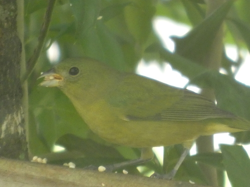 Painted Bunting