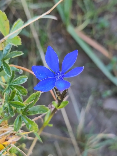 Gentiana bavarica bavarica