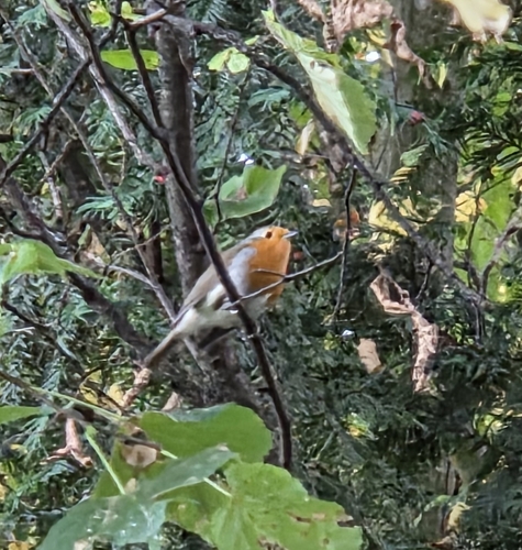 European Robin
