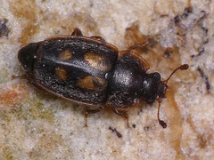 Epuraea flavomaculata