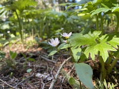 Claytonia lanceolata
