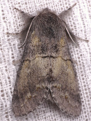 Gluphisia lintneri