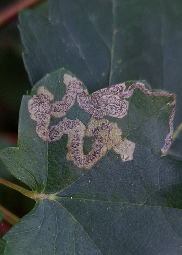 Barred Sycamore Pigmy