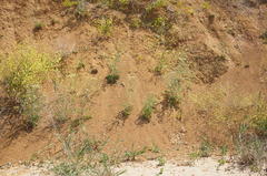 Astrodaucus littoralis