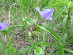 Tradescantia bracteata