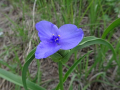 Tradescantia bracteata