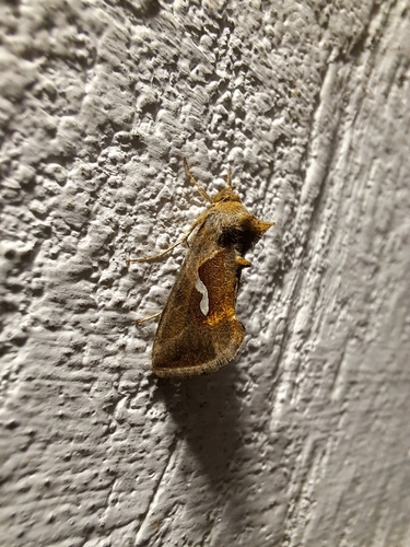 Dewick's Plusia