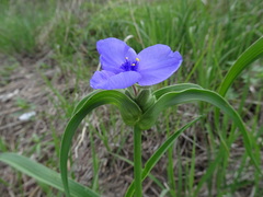 Tradescantia bracteata