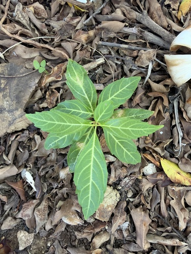 Citharexylum spinosum observed 2026-10-05