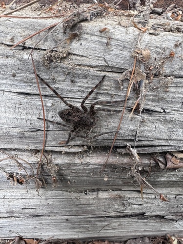 Dark Fishing Spider