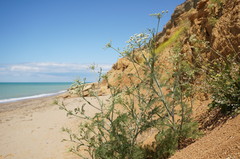 Astrodaucus littoralis
