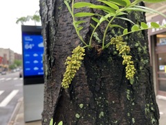 Gleditsia triacanthos inermis