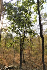 Madhuca longifolia