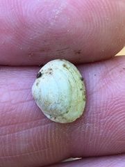 Sphaerium striatinum