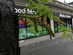 Gleditsia triacanthos inermis