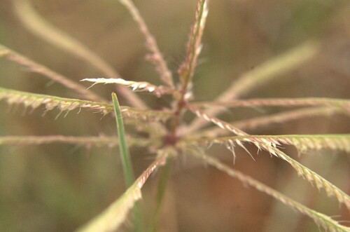 Chloris subdolichostachya, 2026-10-03