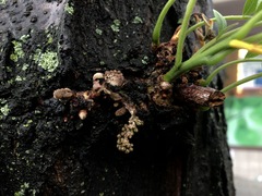 Gleditsia triacanthos inermis