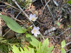 Claytonia lanceolata