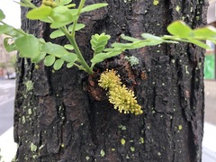 Gleditsia triacanthos inermis