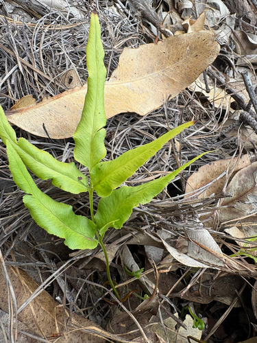 Lindsaea ensifolia observed 2026-10-05