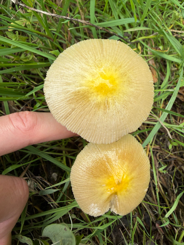 yellow fieldcap