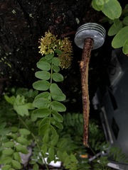 Gleditsia triacanthos inermis