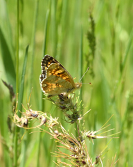 Phyciodes pulchella camillus