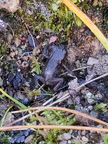 European Toad