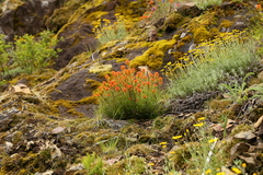 Castilleja hispida
