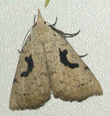 Herminodes concatenalis