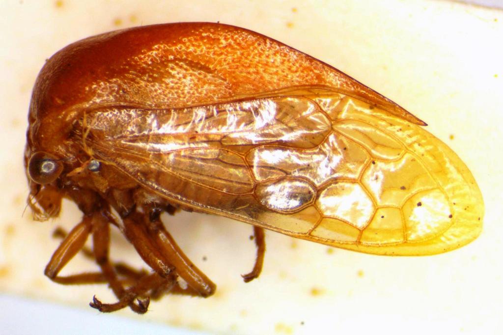 Ceresa stylata