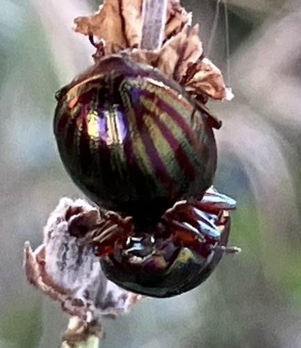 Rosemary Beetle