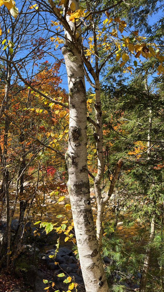 A paper birch with yellow leaves above a rocky river, with orange and red trees on the far bank.