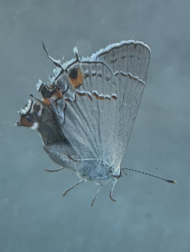Gray Hairstreak