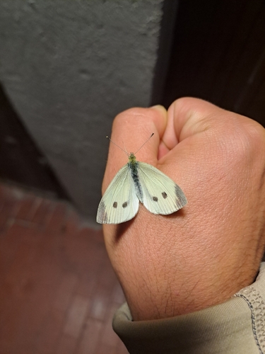 Small White