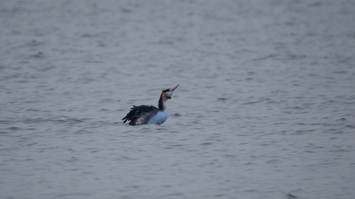 Great Crested Grebe