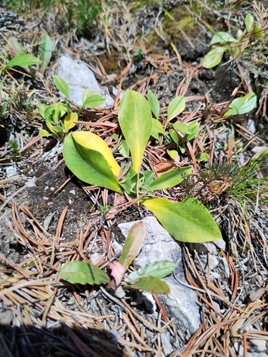 Bear's Ear