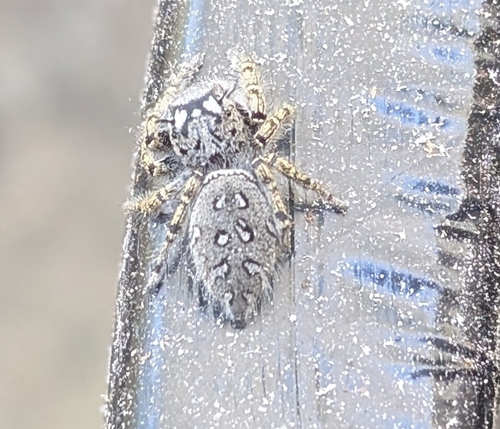 High Eyelashed Jumping Spider