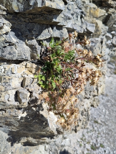 Alpine calcareous potentilla