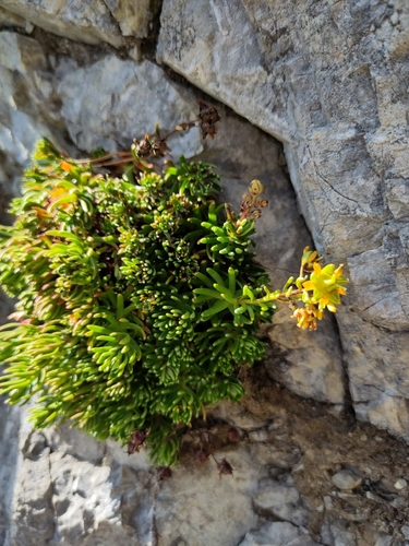 Yellow Saxifrage