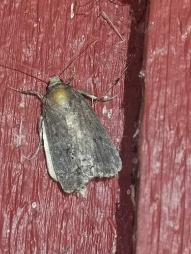 Mouse Moth
