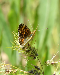 Phyciodes pulchella camillus