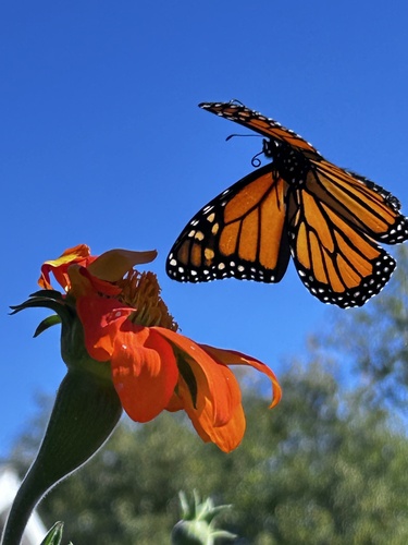 Monarch