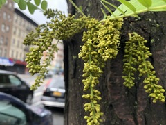 Gleditsia triacanthos inermis