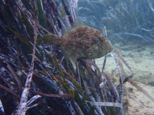 Stephanolepis diaspros observed 2026-09-27